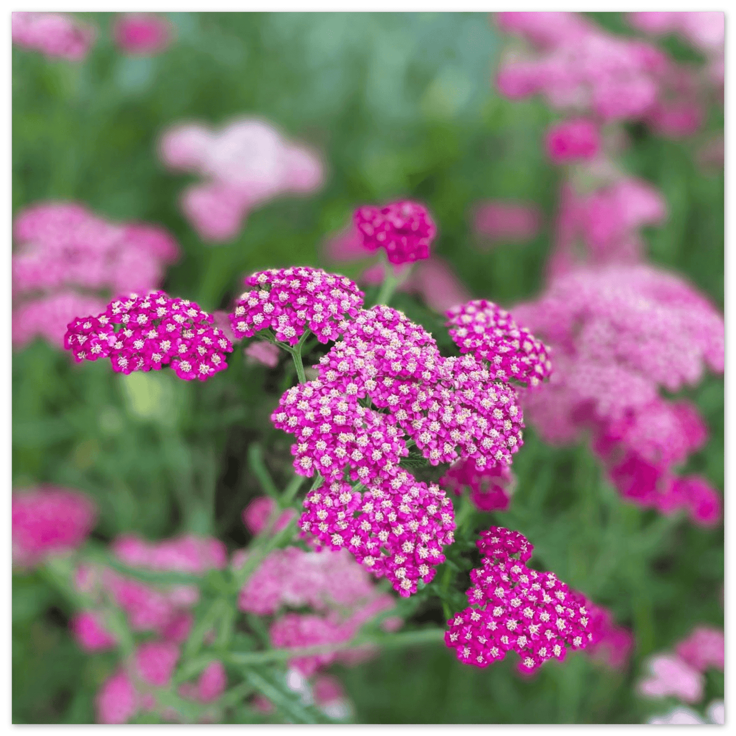 Pink Flowers on Aluminum Print - S&J Pictures