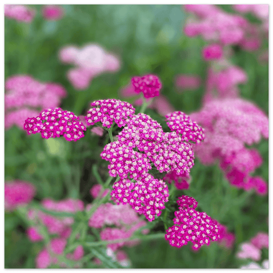 Pink Flowers on Aluminum Print - S&J Pictures