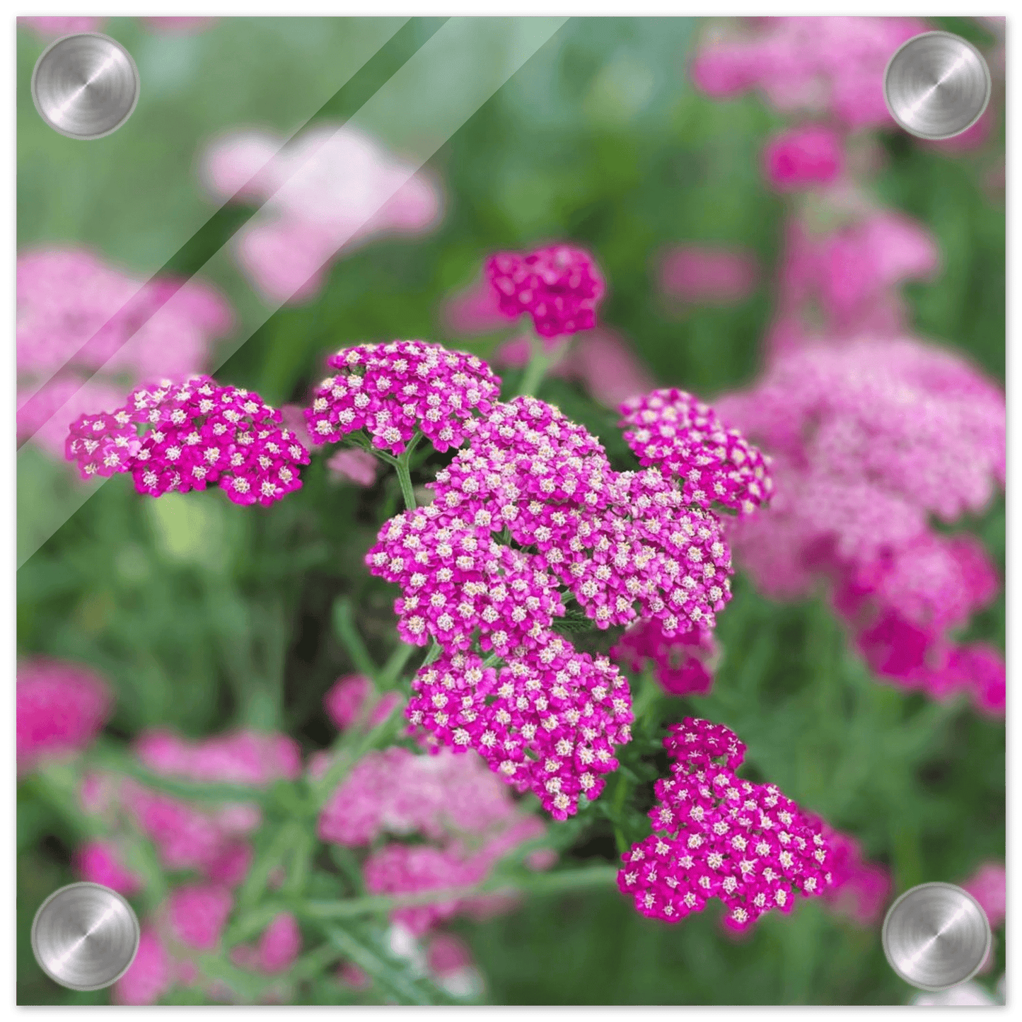 Pink Flowers on Acrylic - S&J Pictures