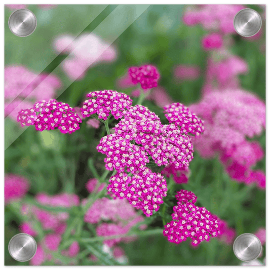 Pink Flowers on Acrylic - S&J Pictures