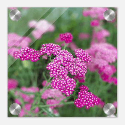 Pink Flowers on Acrylic - S&J Pictures