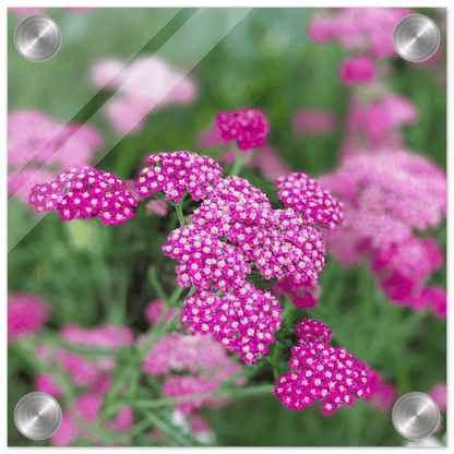 Pink Flowers on Acrylic - S&J Pictures